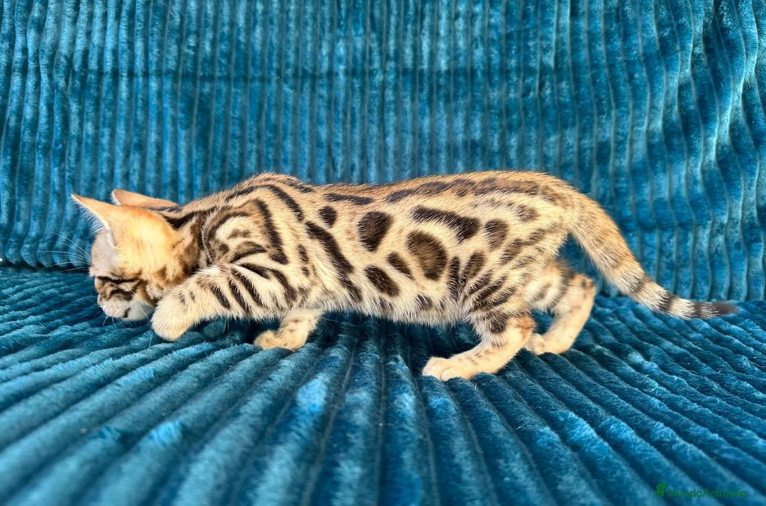 Bengalí gatos en venta: Precioso Bengalí en Madrid - Anuncio 3