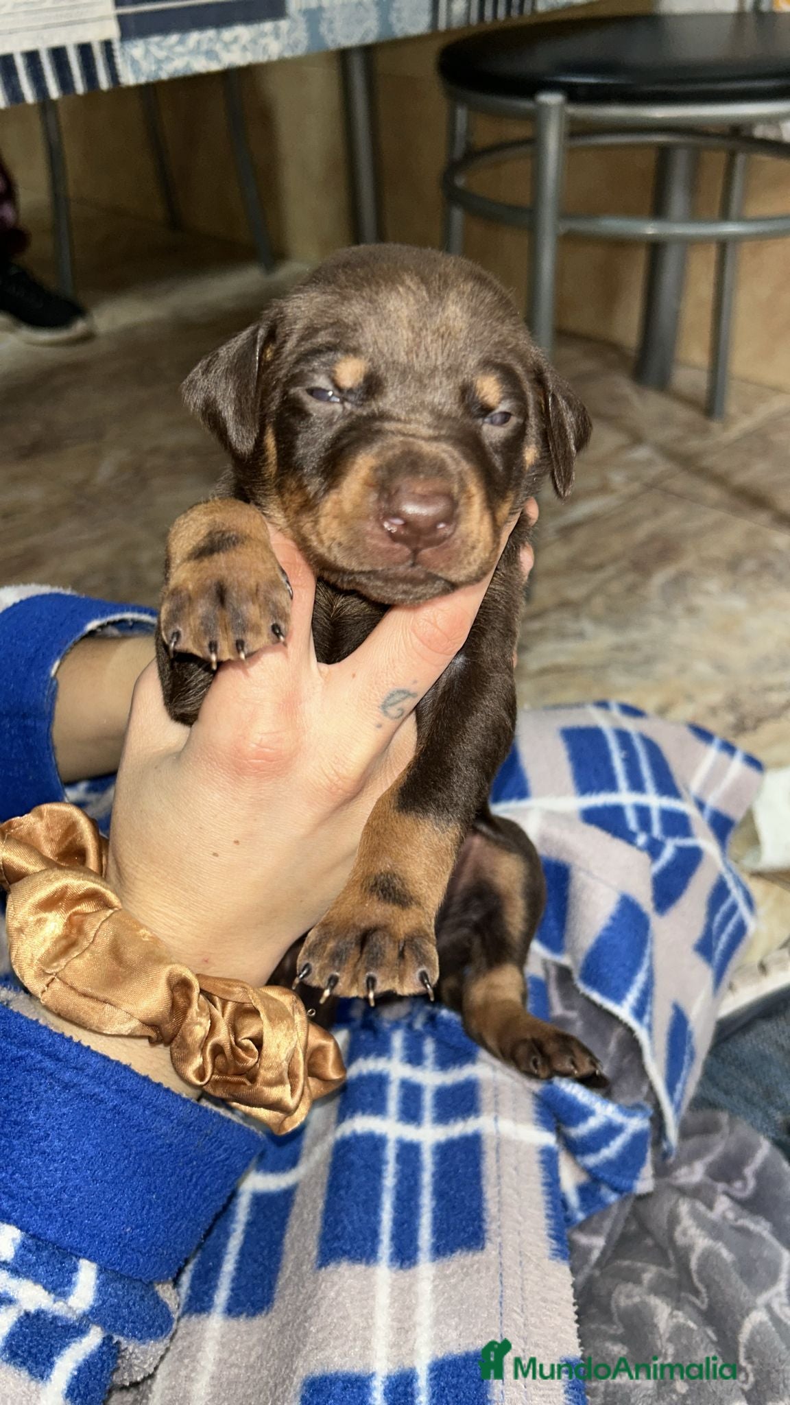 Dobermann perros Doberman  - Anuncio 2