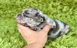 Bulldog Francés perros en venta: Bulldog merle blue  - Imagen 4