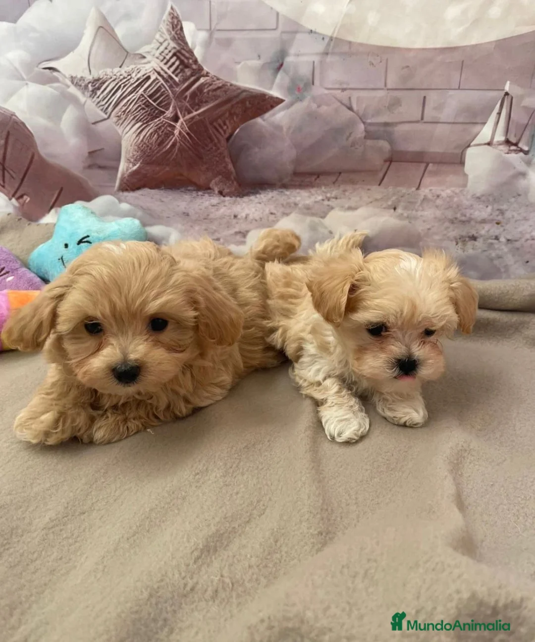 Maltipoo perros en venta: Maltipoo  - Anuncio 1