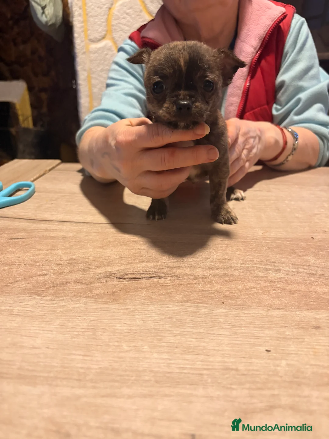 Chihuahua perros en venta: Chihuaha  - Anuncio 2