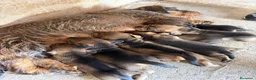 Teckel perros en venta: Teckel - Anuncio 8