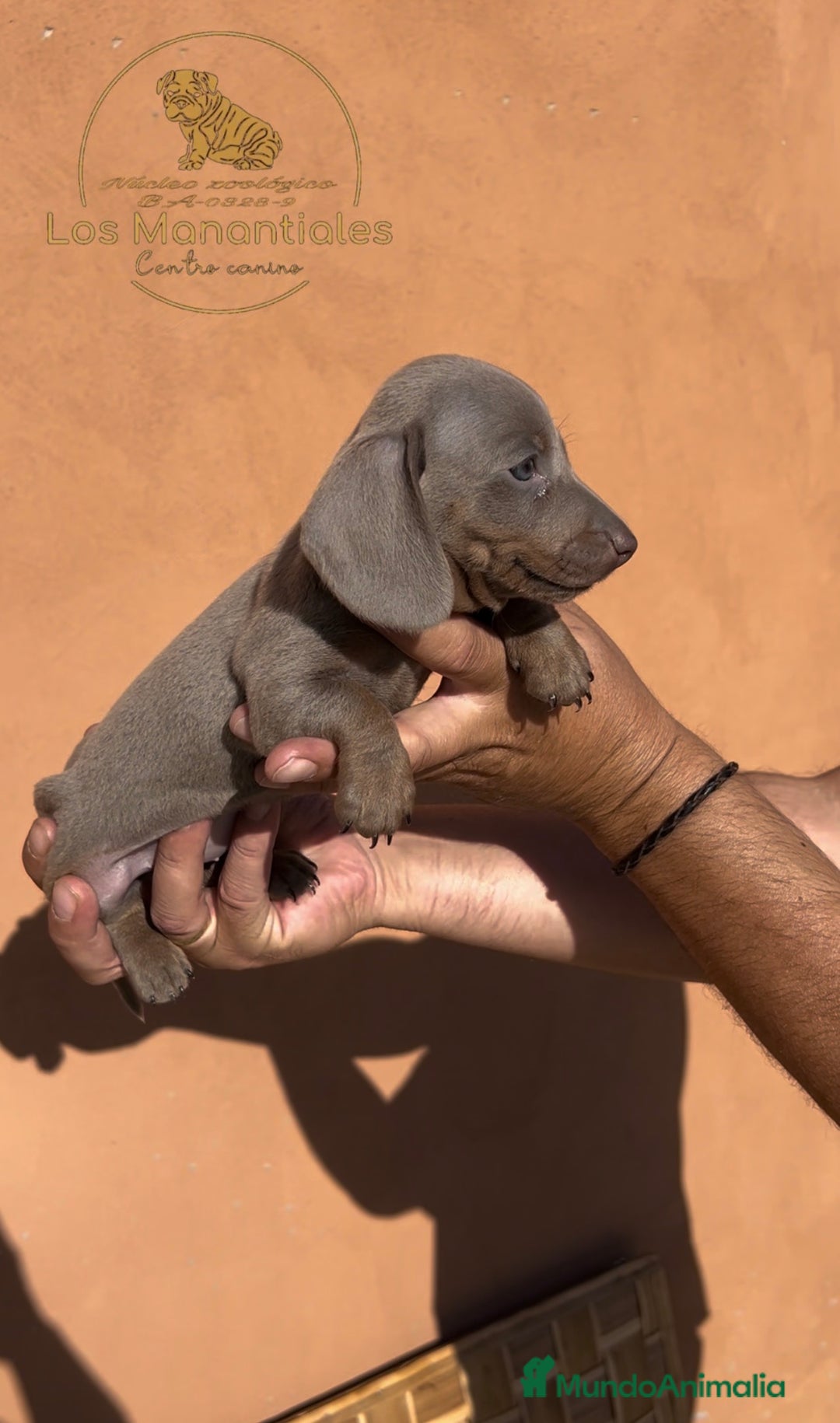 Teckel Miniatura perros en venta: Camada Teckel miniatura Isabelas  - Imagen 2