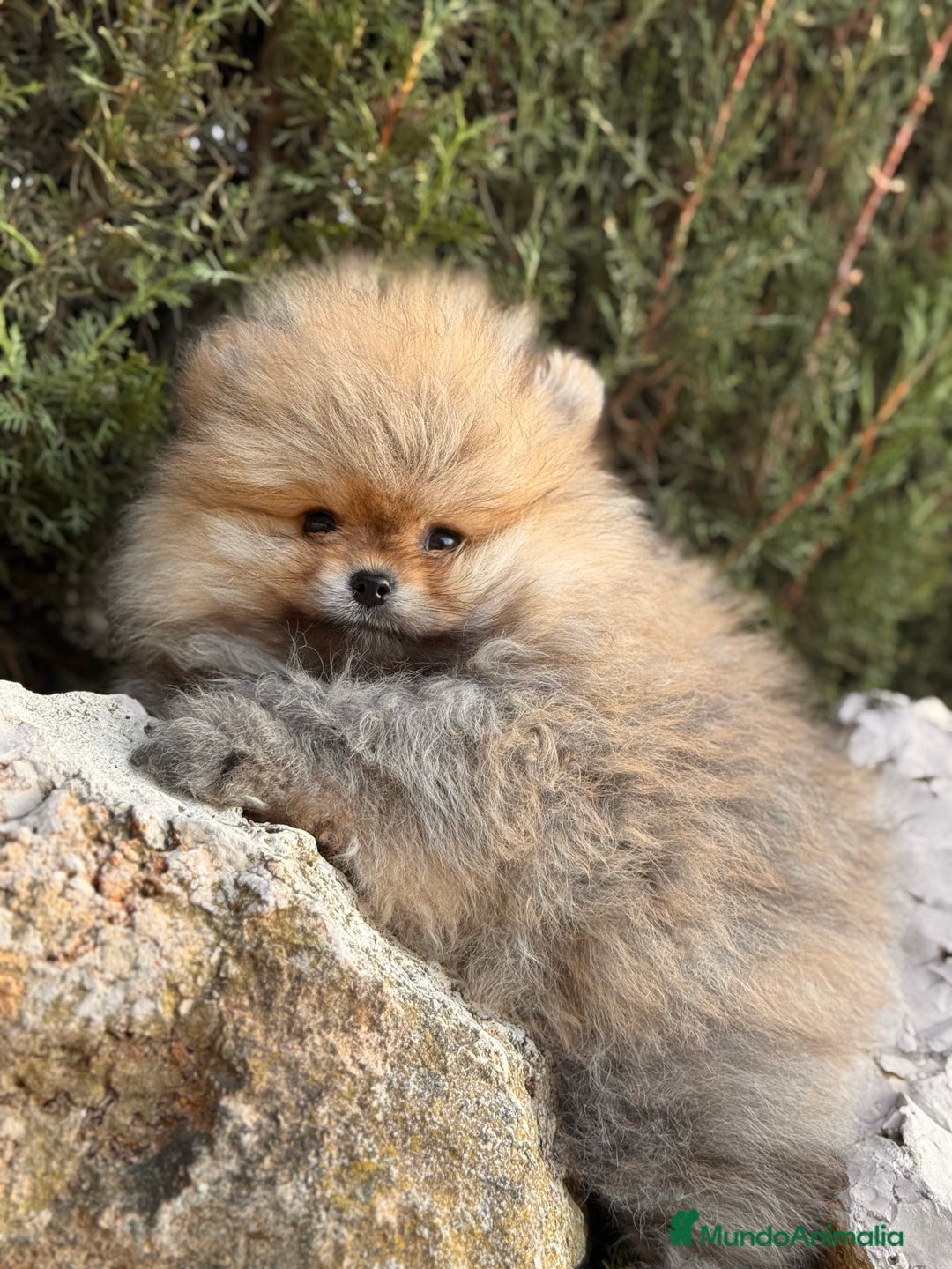 Pomerania perros en venta: LULU POMERANIA LÍNEA RUSA TOY - Anuncio 1