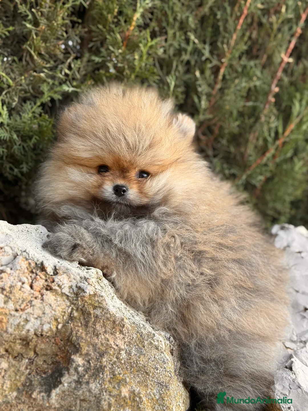 Pomerania perros en venta: LULU POMERANIA LÍNEA RUSA TOY - Anuncio 1