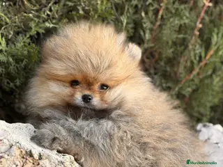 Pomerania perros LULU POMERANIA LÍNEA RUSA TOY - Anuncio 8