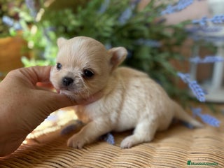 Chihuahua perros - Anuncio 2