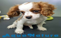 Cavalier King Charles Spaniel perros en venta: Cavalier Macho 0079 AQUANATURA  - Imagen 3