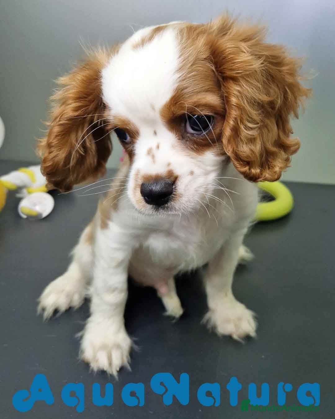 Cavalier King Charles Spaniel perros en venta: Cavalier Macho 0079 AQUANATURA  - Imagen 3