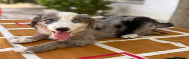 Border Collie blue merle ojos azules