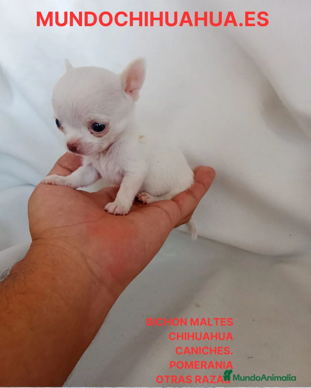 Chihuahua perros en venta: PRECIOSOS CHIHUAHUA RUSO Y ASIÁTICO   - Anuncio 19
