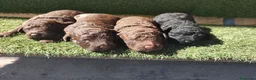 Perro de Agua Español perros en venta: Cachorros perros de agua en Zaragoza - Anuncio 7