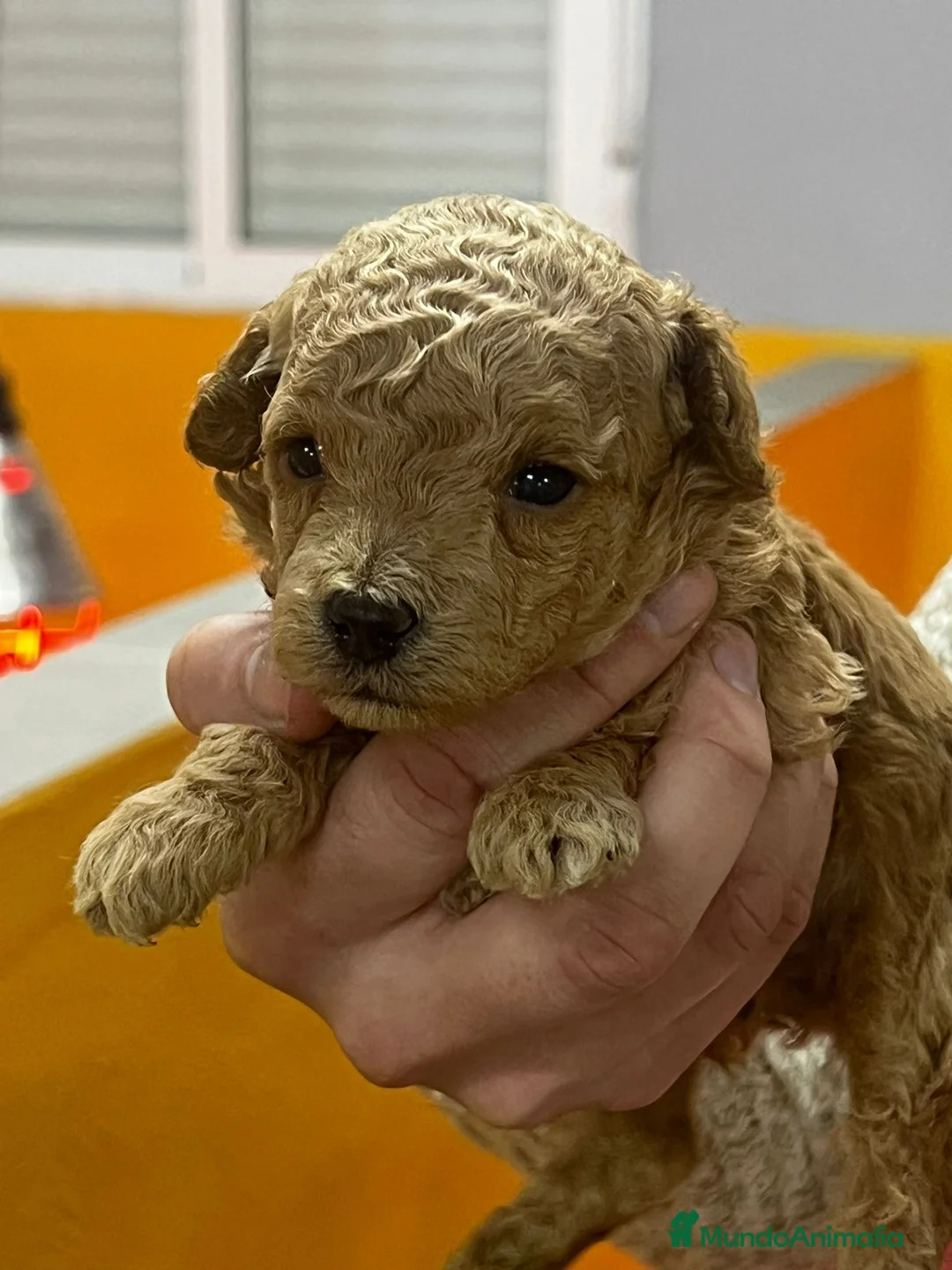 Caniche Toy perros en venta: CANICHE TOY MACHOS DISPONIBLES en Barcelona - Anuncio 3