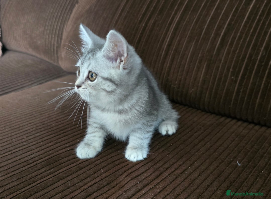 Scottish Straight gatos en venta: Gatcot.com - Imagen 4