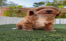 Caniche Toy perros en venta: CANICHE TOY MACHO - Imagen 11