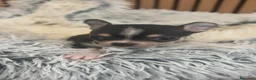 Chihuahua perros en venta: Chihuahua Toy  - Anuncio 3