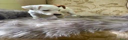 Jack Russell Terrier perros en venta: Cachorros de Jack Russell  - Anuncio 21
