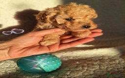 Caniche Enano perros en venta: Canches Enanos - Imagen 4