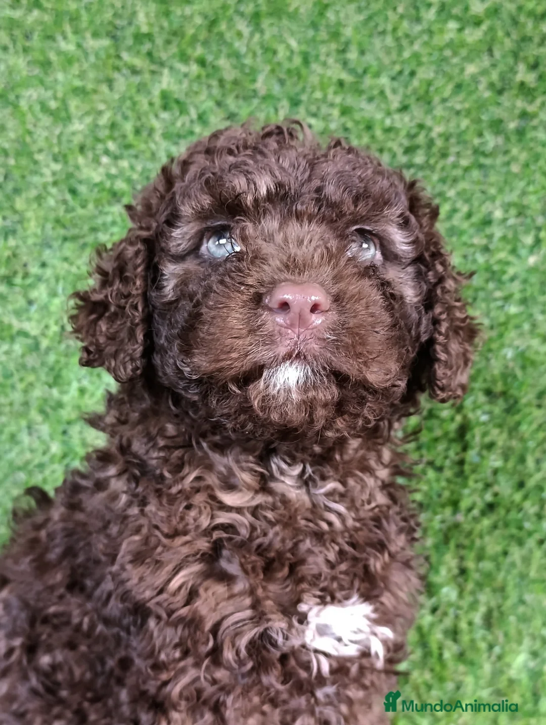 Perro de Agua Español perros en venta: PERRO DE AGUA  - Anuncio 2