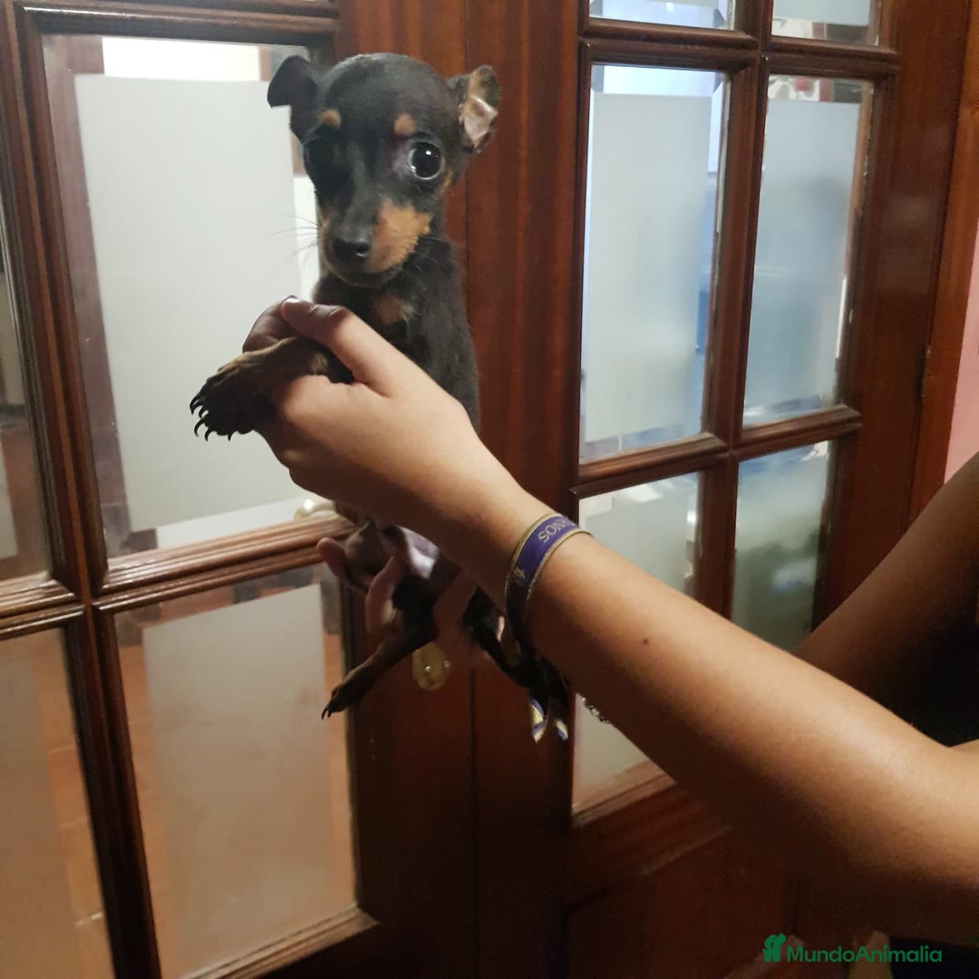 Ratón de Praga perros en venta: Ratón de praga  - Imagen 4