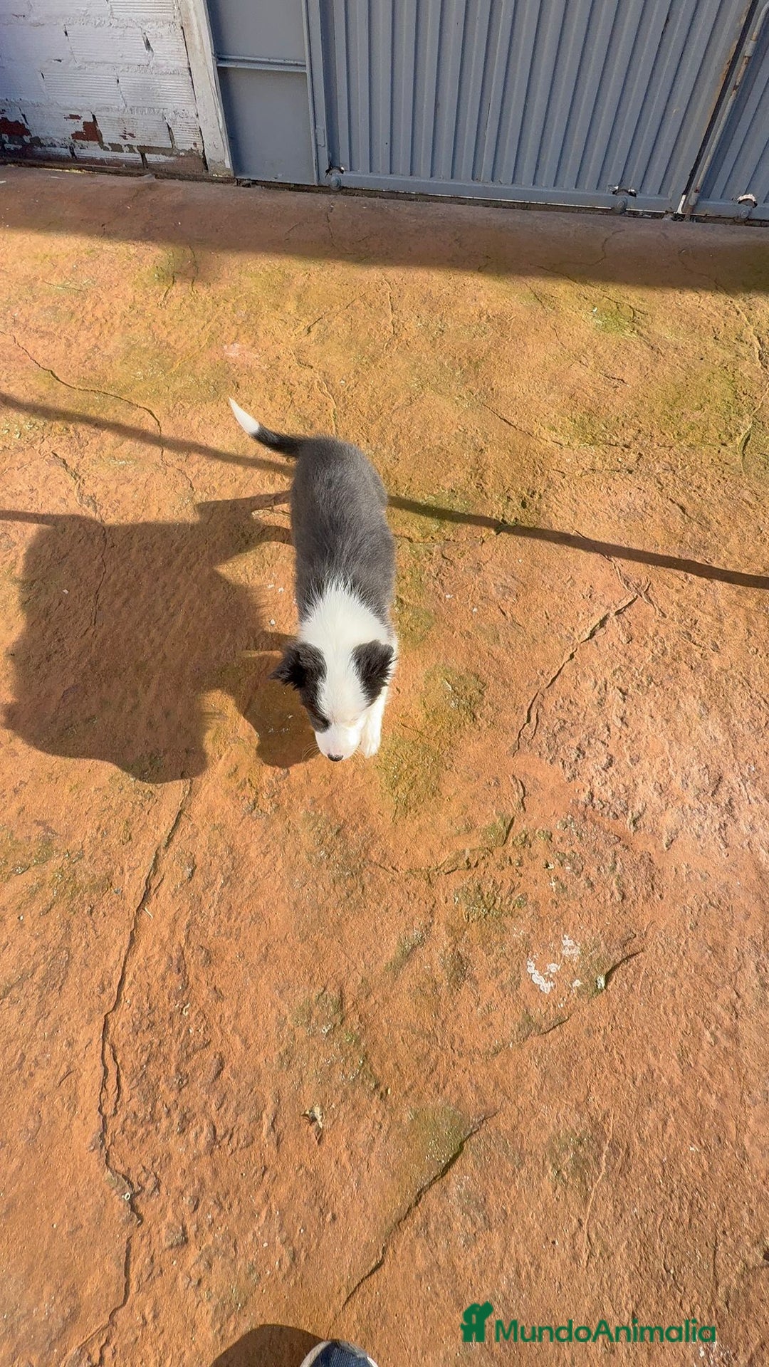 Border Collie perros en venta: Última Border collie hembra  - Anuncio 4