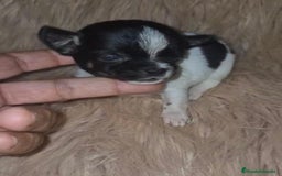Chihuahua perros en venta: Chihuahua mini-toy ruso - Imagen 17