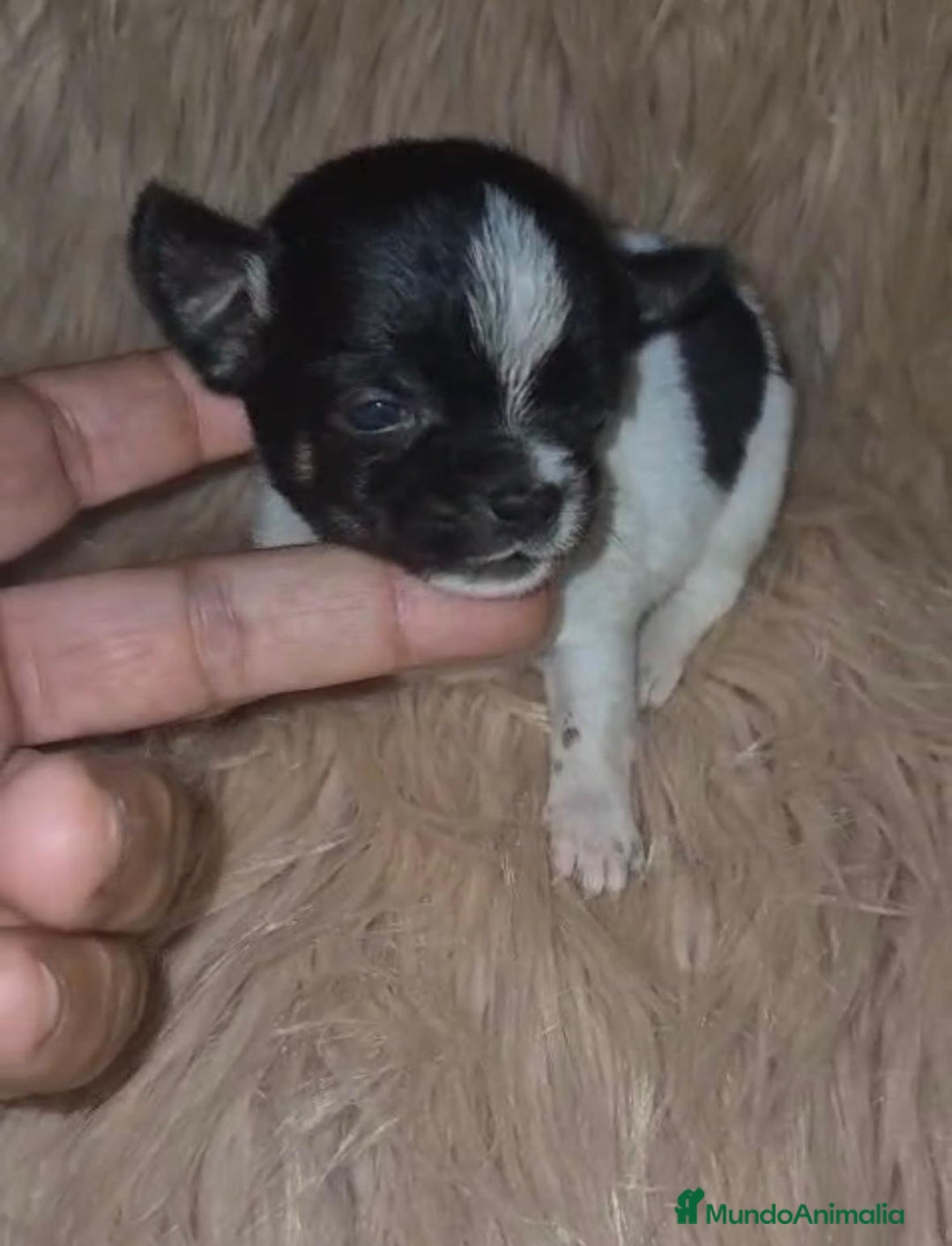 Chihuahua perros en venta: Chihuahua mini-toy ruso - Imagen 17
