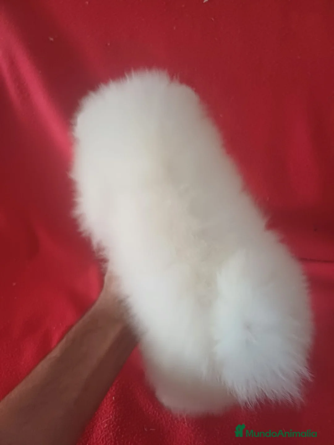 Pomerania perros en venta: Pomerania  - Anuncio 4