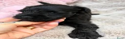 Schnauzer Miniatura perros en venta: SCHNAUZER MINIATURA NEGRO - Anuncio 4