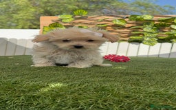 Maltipoo perros en venta: MALTIPOO MINI TOY MUY PEQUEÑITO (2-2´5k adulto) - Imagen 6