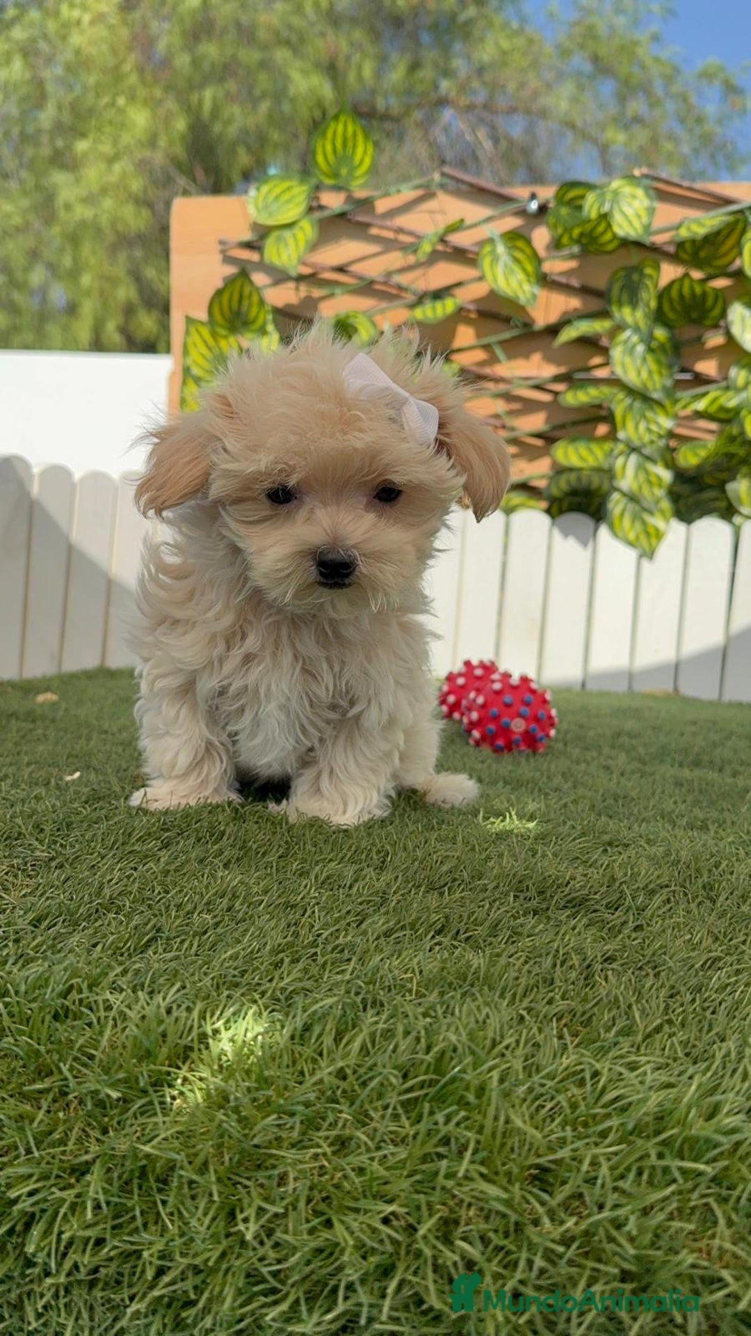 Maltipoo perros en venta: MALTIPOO MINI TOY MUY PEQUEÑITO (2-2´5k adulto) - Imagen 6