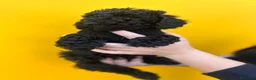 Caniche Toy perros en venta: Caniche toy  - Anuncio 2