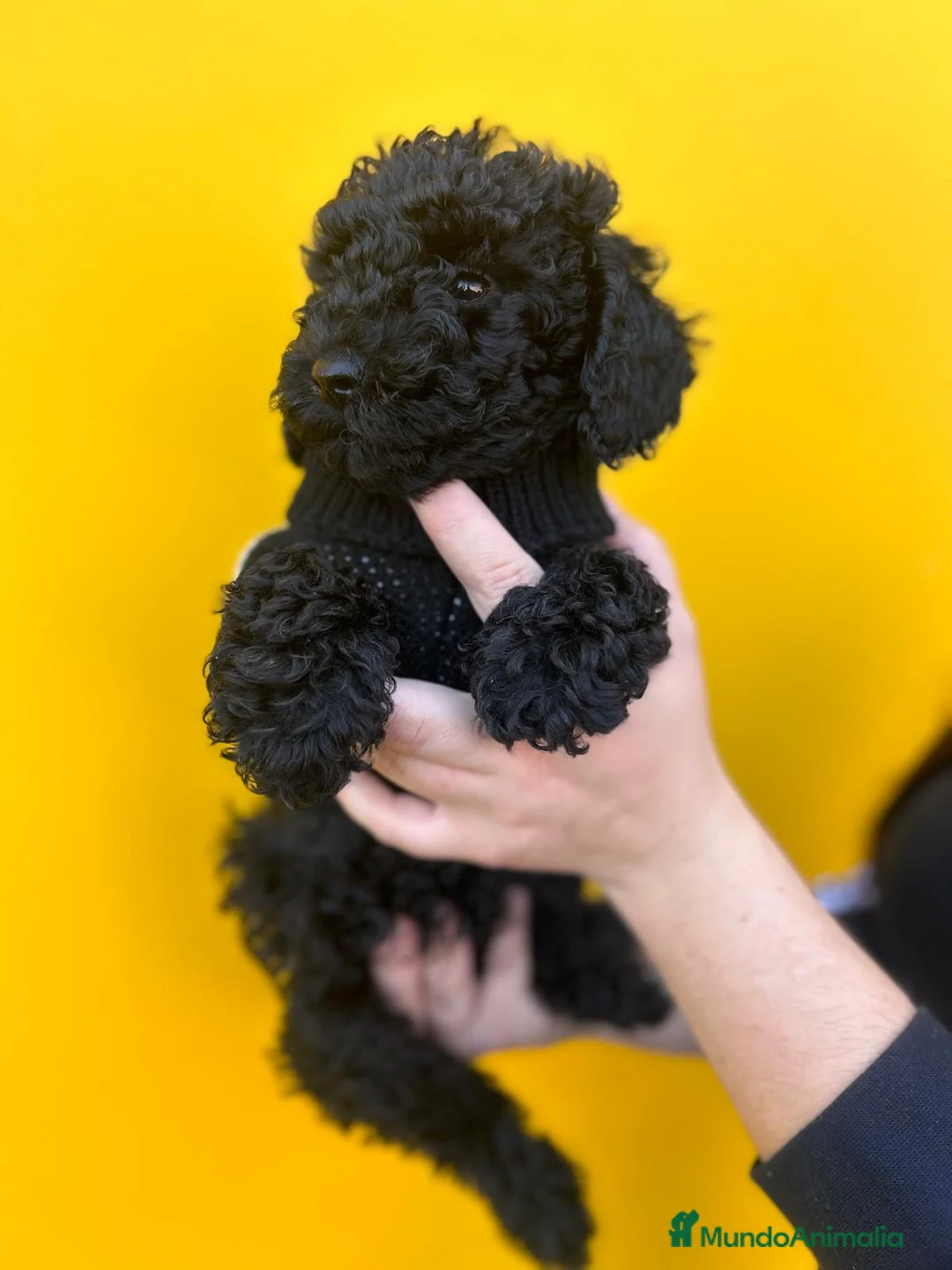 Caniche Toy perros en venta: Caniche toy  - Anuncio 2