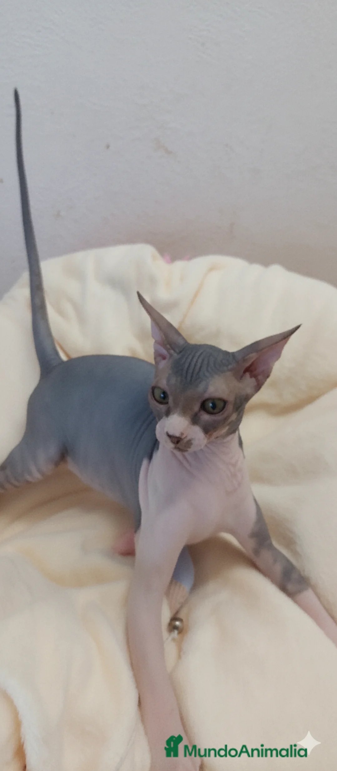 Sphynx gatos en venta: Precioso machito bicolor tabby  - Anuncio 5