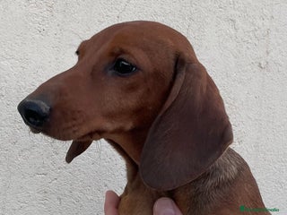 Teckel perros en Ciudad Real - Anuncio 16