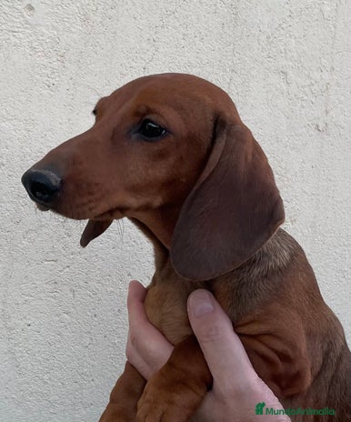 Teckel perros en venta en Ciudad Real - Anuncio 4