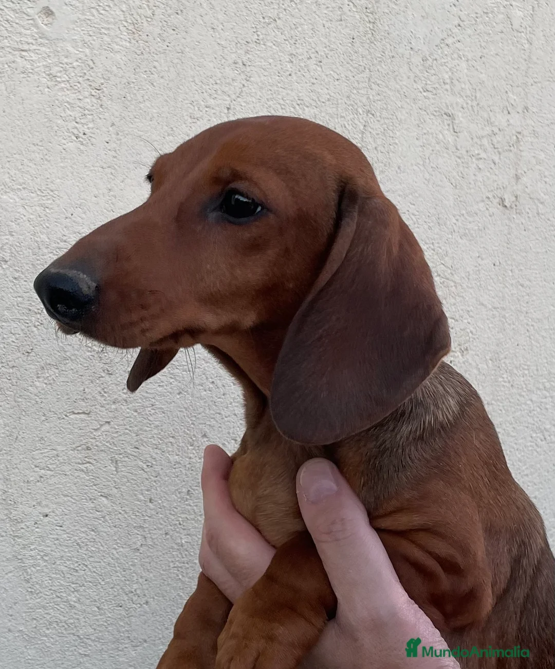 Teckel perros en venta: Teckel kaninchen  en Ciudad Real - Anuncio 1