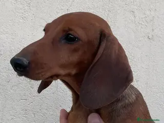 Teckel perros Teckel kaninchen en Ciudad Real - Anuncio 2