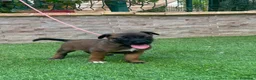 Pastor Belga Malinois perros en venta: Cachorros pastor belga Malinois  - Anuncio 6