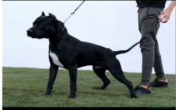 American Pit Bull Terrier perros en venta: American pitbull hembra de pitbull diamante unico  - Imagen 22