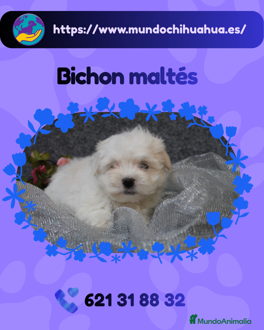 Bichón Maltés perros Bichón maltés enano ✨🎀 - Anuncio 1