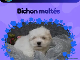 Bichón Maltés perros Bichón maltés enano ✨🎀 - Anuncio 1