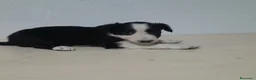 Border Collie perros en venta: BORDE COLLIE - Anuncio 35