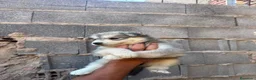 Husky Siberiano perros en venta: Disponible huskys de Calidad  - Anuncio 2