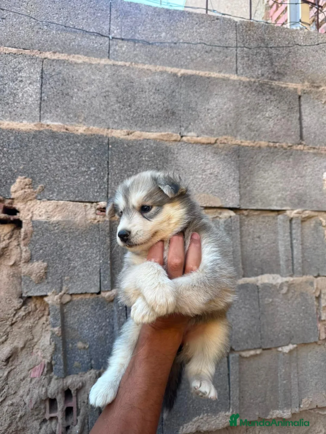 Husky Siberiano perros en venta: Disponible huskys de Calidad  - Anuncio 2