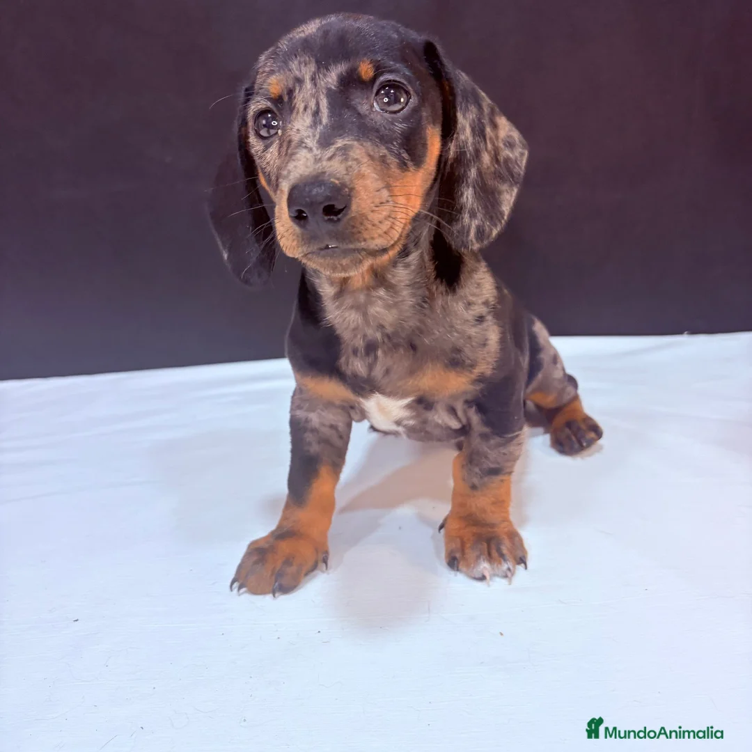 Teckel Miniatura perros en venta: Teckel Miniatura  - Anuncio 14