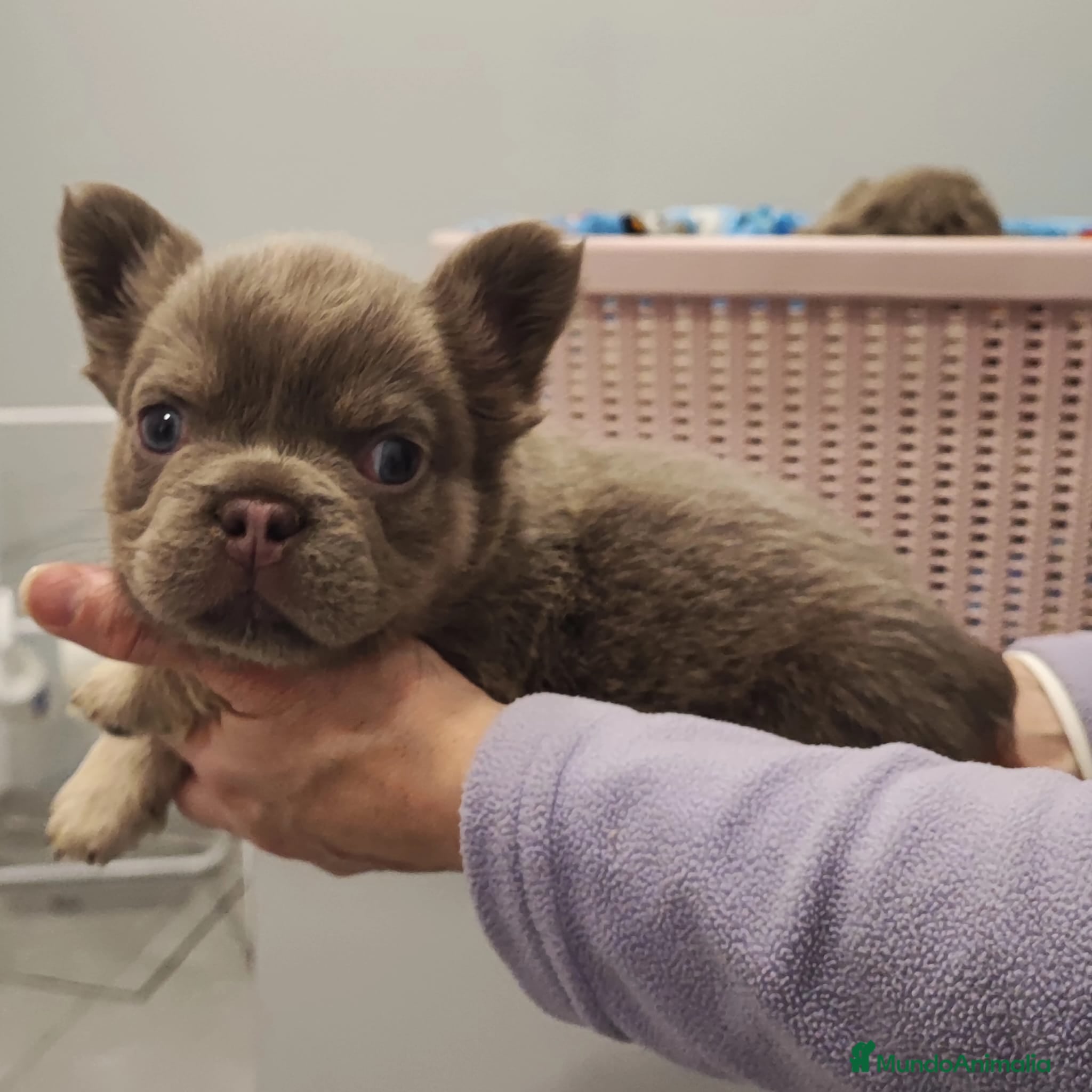 Bulldog Francés perros Bulldog Frances Fluffy cachorros impresionantes  - Anuncio 2