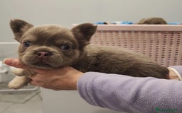 Bulldog Francés perros en venta: Bulldog Frances Fluffy cachorros impresionantes  - Imagen 2