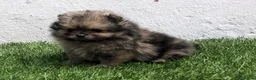 Pomerania perros en venta: Pomerania - Anuncio 24