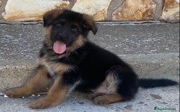 Pastor Alemán perros en venta: Cachorros de pastor alemán  en Salamanca - Imagen 27